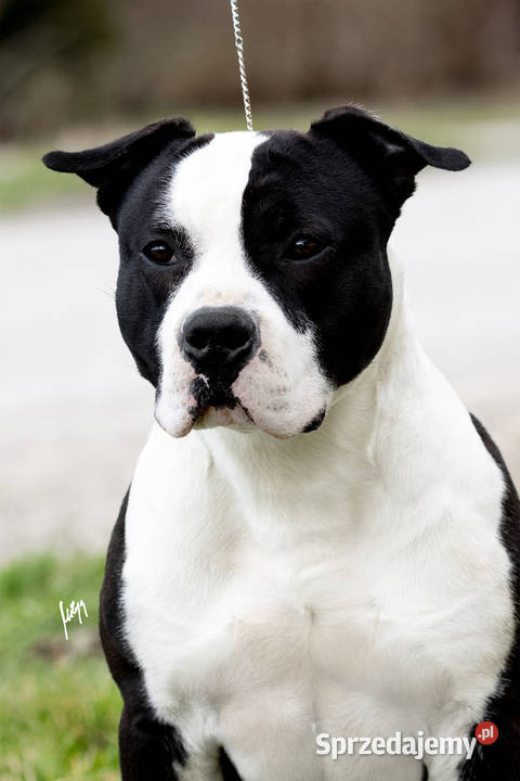 Amstaff zkwp fci wybitny miot śląskie Koziegłowy