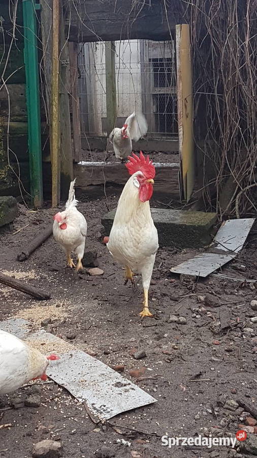 jaja jajka lęgowe rasy leghorn i inne rasy łódzkie