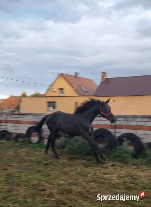 Kary ogier na sprzedaż Rokutów