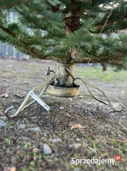Świerk Srebrny Cięty PRODUCENTA dolnośląskie Długołęka sprzedam