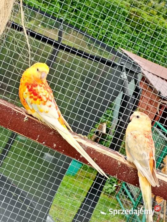 Świergotki Para Pszczyna sprzedam