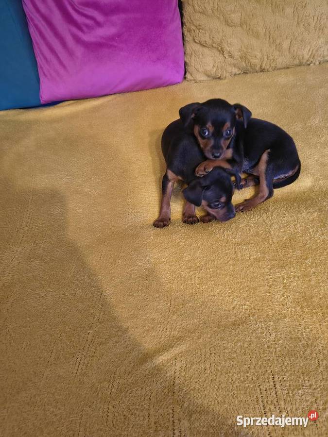 Pinczer miniaturka Tomaszów Mazowiecki