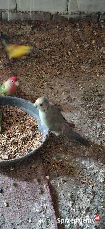 Modrolotkikozypara Szlichtyngowa