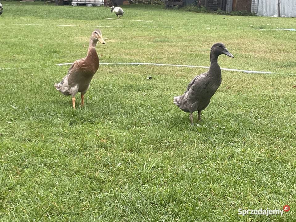 kaczki biegusy Gorzów