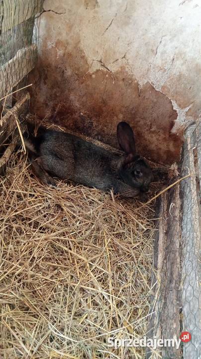 Młode samce Gryzonie Obarzym sprzedam