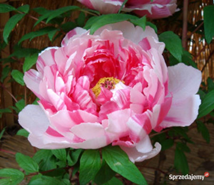 PEONIA DRZEWIASTA Paeonia suffruticosa NASIONA Lubanie sprzedam