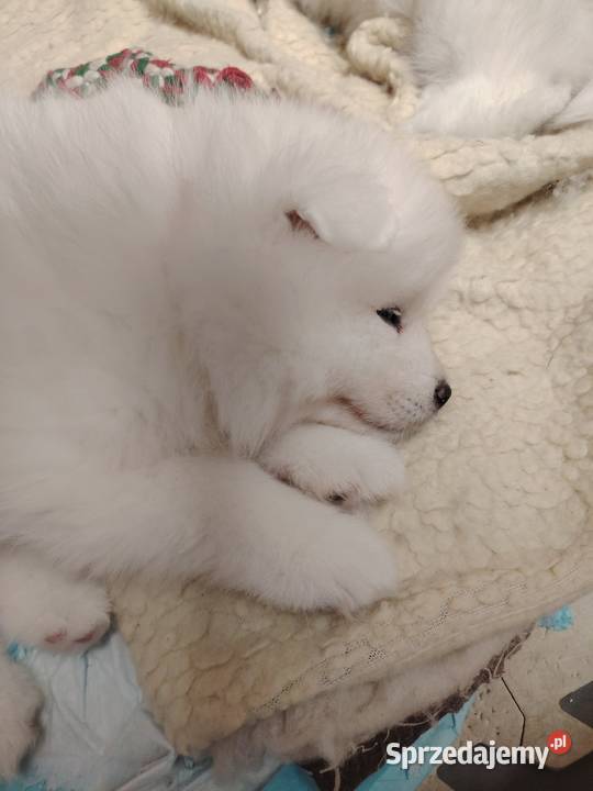 Samojed Samoyed suczka Nowa Wieś