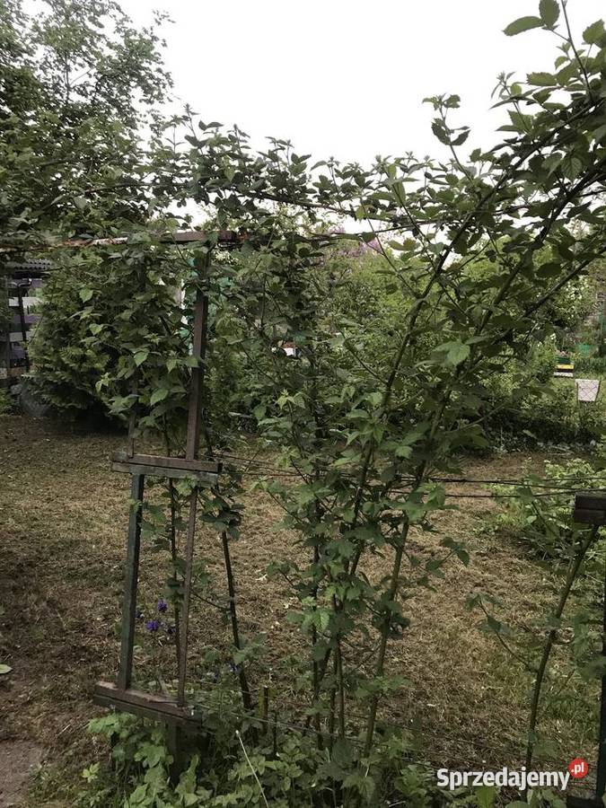 Ogródek działkowy ROD im Henryka Sikorskiego