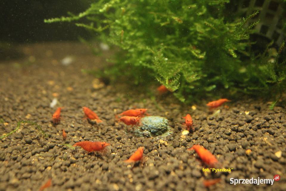 KREWETKA SAKURA RED Neocaridina davidi sprzedam
