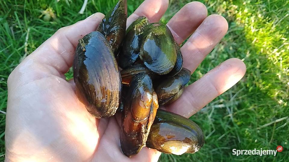 Skójka małż słodkowodny