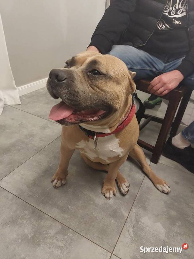 Amstaff Zapraszamy do rezerwacji Szczenięta o Sarnowo