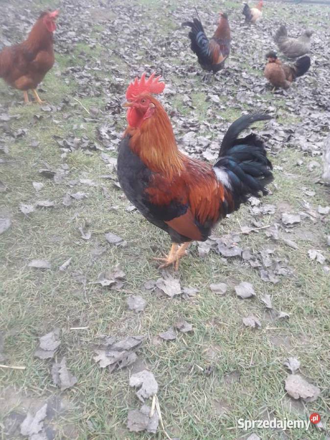 Kogut zielononżek i liliputy zielononżki Drób i ptactwo Czarnocin