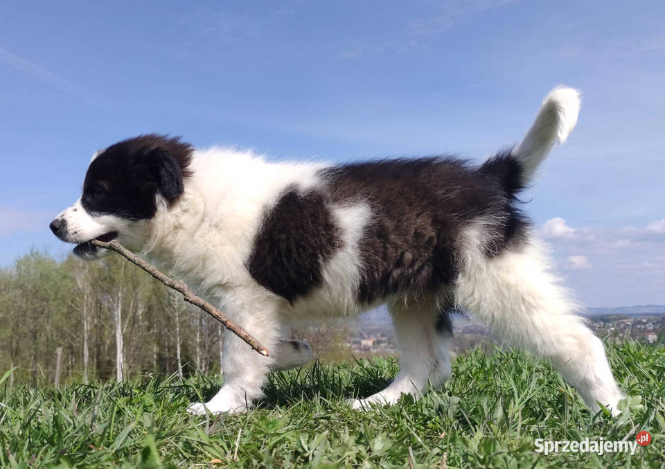 Piękna Rasowa Suczka Border Collie XINDI z pełną Iwonicz