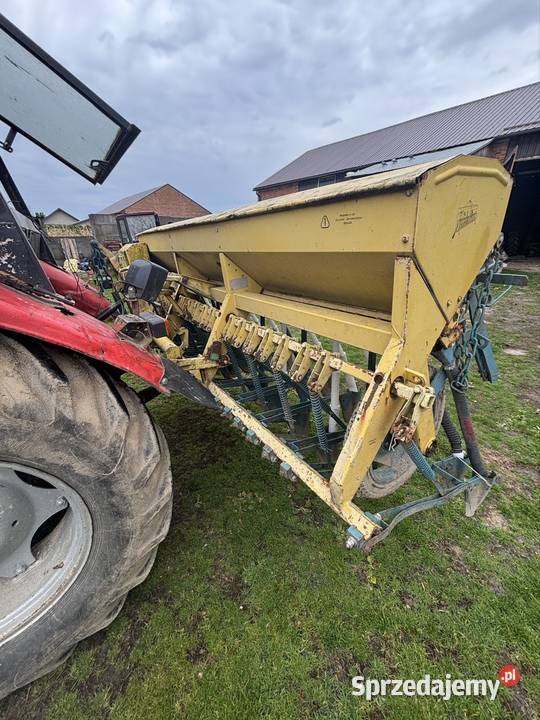 Siewnik saxonia Potok Wielki