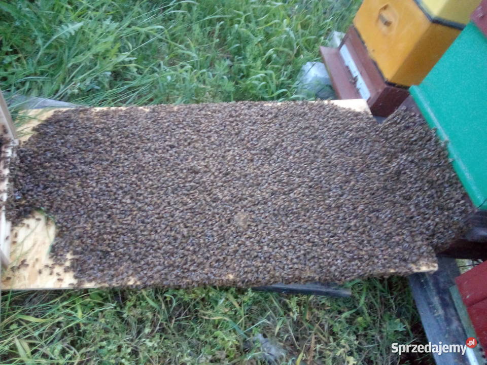 Sprzedam do10 rodzin pszczelich na ramce sprzedam