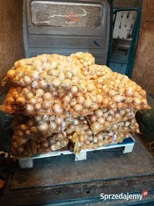 cebula zwykla zolta marchew na brudno Morzewo