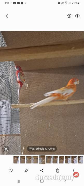 Rozelle królewskie pastel