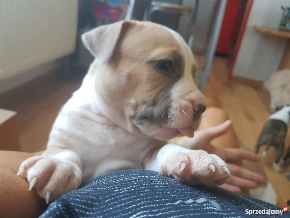 Szczeniaczki Amstaff 6 tygodni śląskie