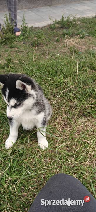 Husky śliczne psiaki z rodowodem Turzno