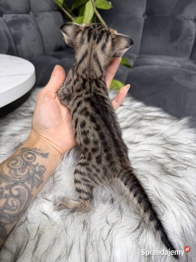 Złota samica Savannah F6 małopolskie Kraków