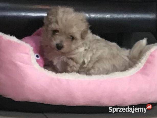 Maltipoo szczeniaki małych rodzicach Bielany Wrocławskie