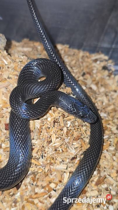 Wąż mahoniowy samica Zwierzęta