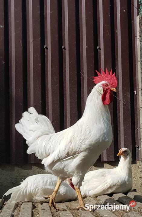 Koguty Leghorn i zwykle małopolskie sprzedam