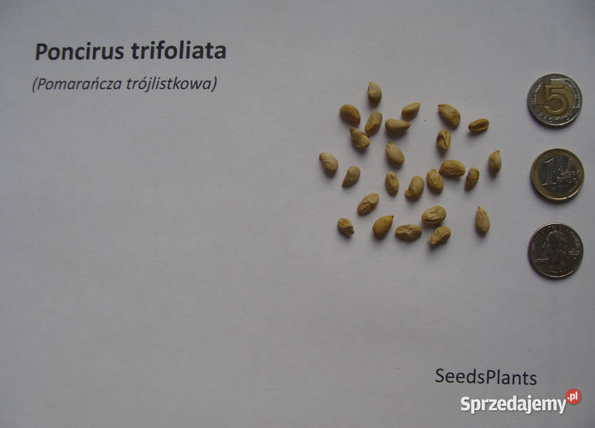 POMARAŃCZA Poncirus trifoliata NASIONA 70 sztuk kujawsko-pomorskie Lubanie