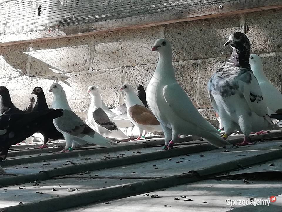 Gołębie ozdobne Mewki Dominikany podkarpackie Łańcut sprzedam