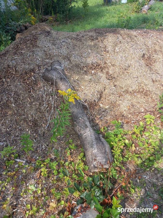 ORZECH Drewno do kominka do pieca co kafelLublin Pozostałe