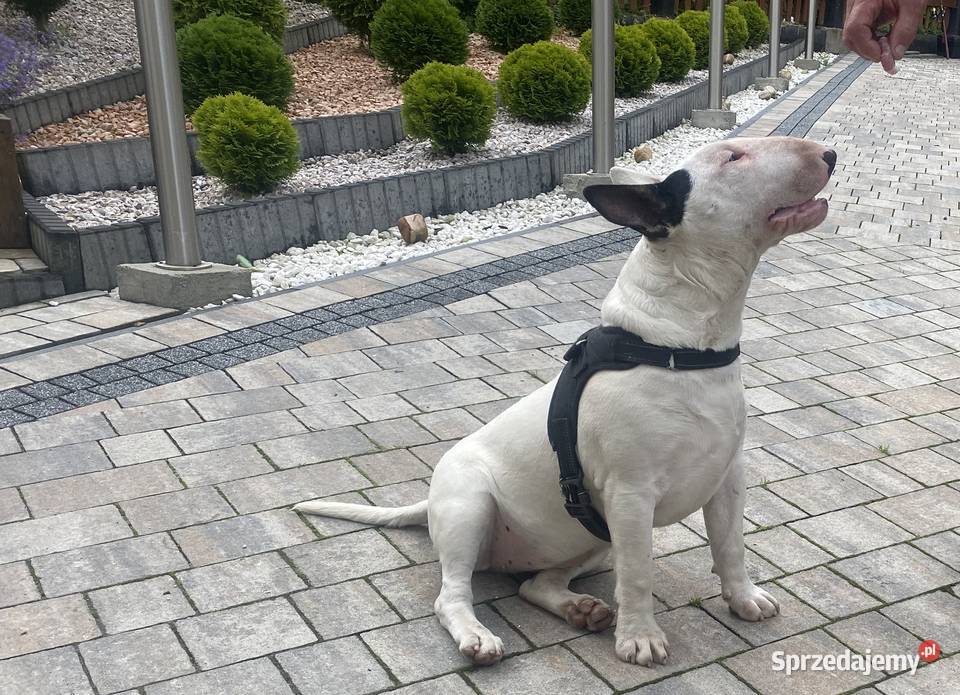 Sprzedam bulteriera Rytro