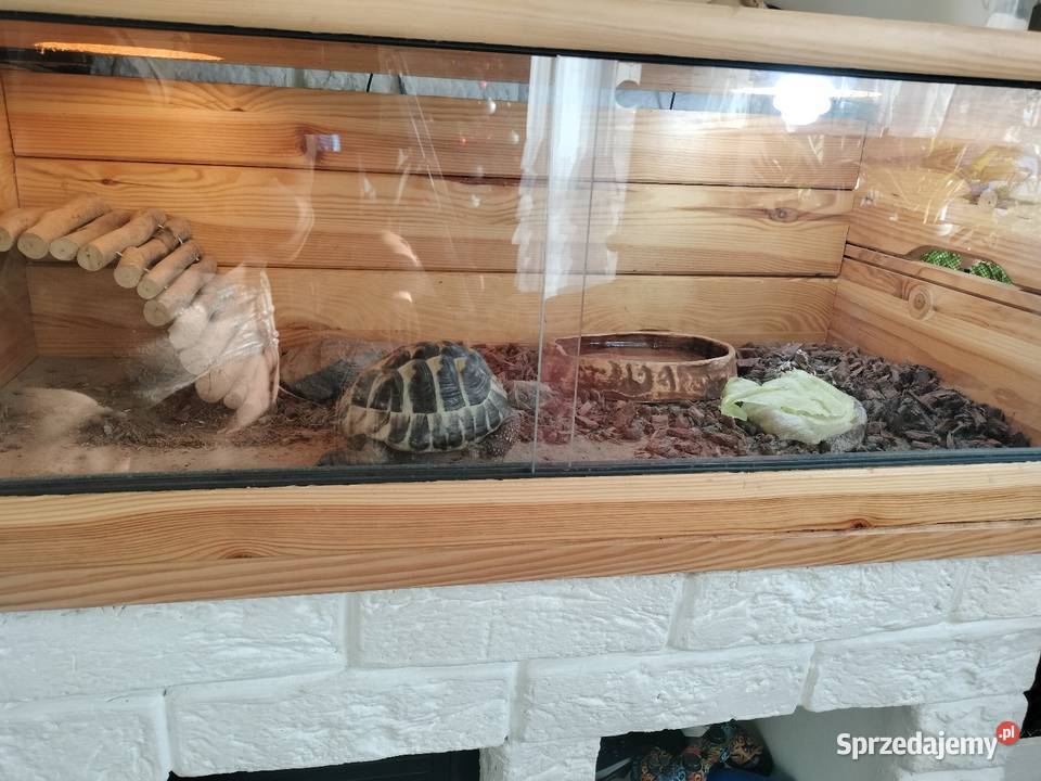 Sprzedam żółwia greckiego