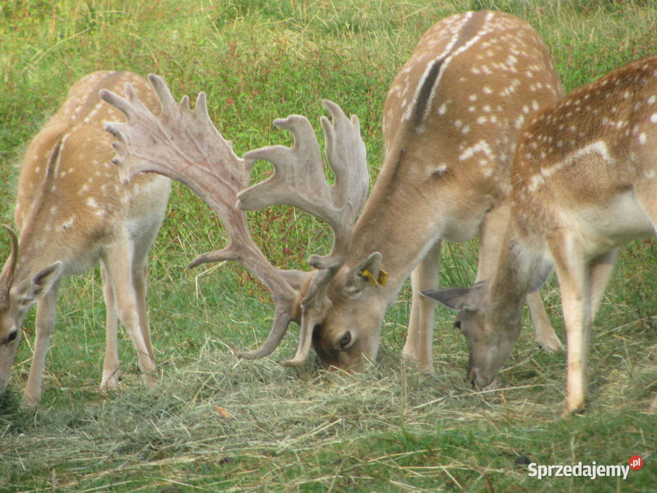 Daniele byki łanie zacielone młode szpicaki