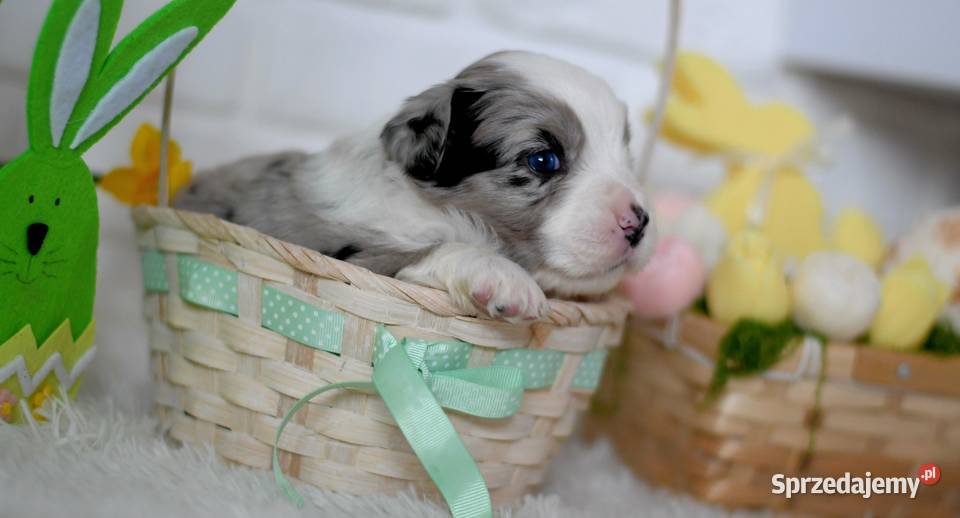 Amerykański Owczarek Miniaturowy FCI Drawno sprzedam