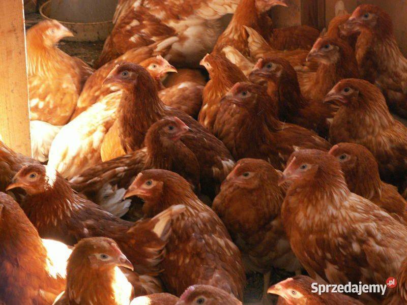 Kurt Nioski 7mio tygodniowe Zapisy na Kwiecień