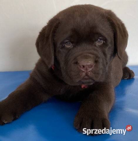 Labrador Retriever czekoladowy FCI ZkwP Labrador Galewice sprzedam