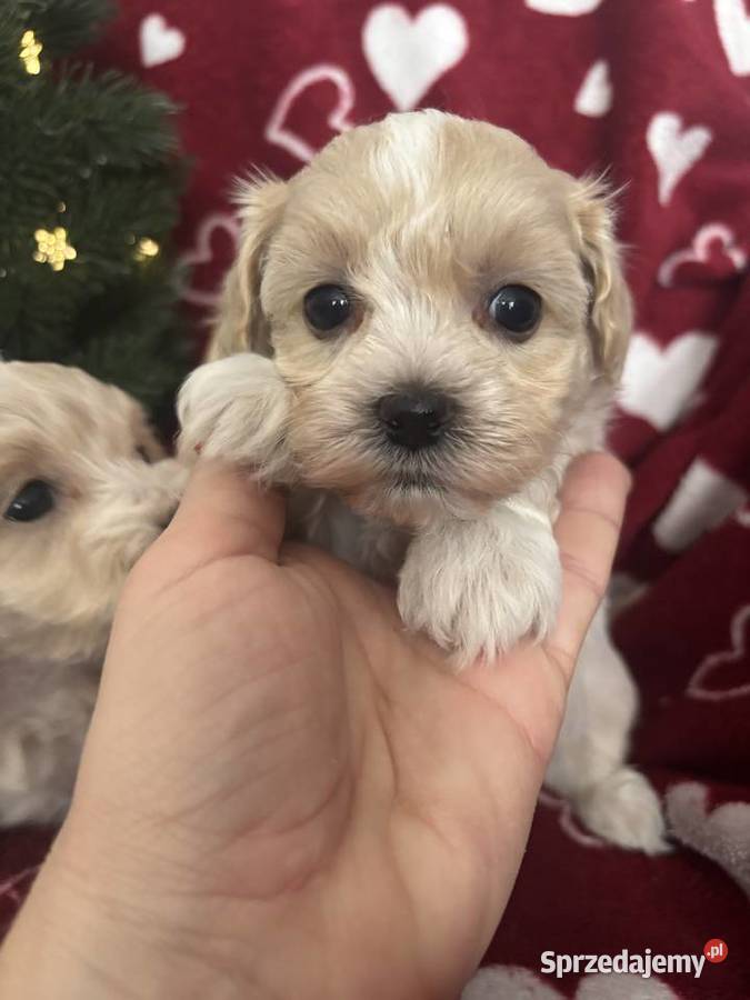 Maltipoo Sunia F1 sprzedam