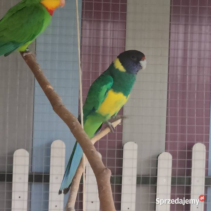 Papuga Barnard Osieczna