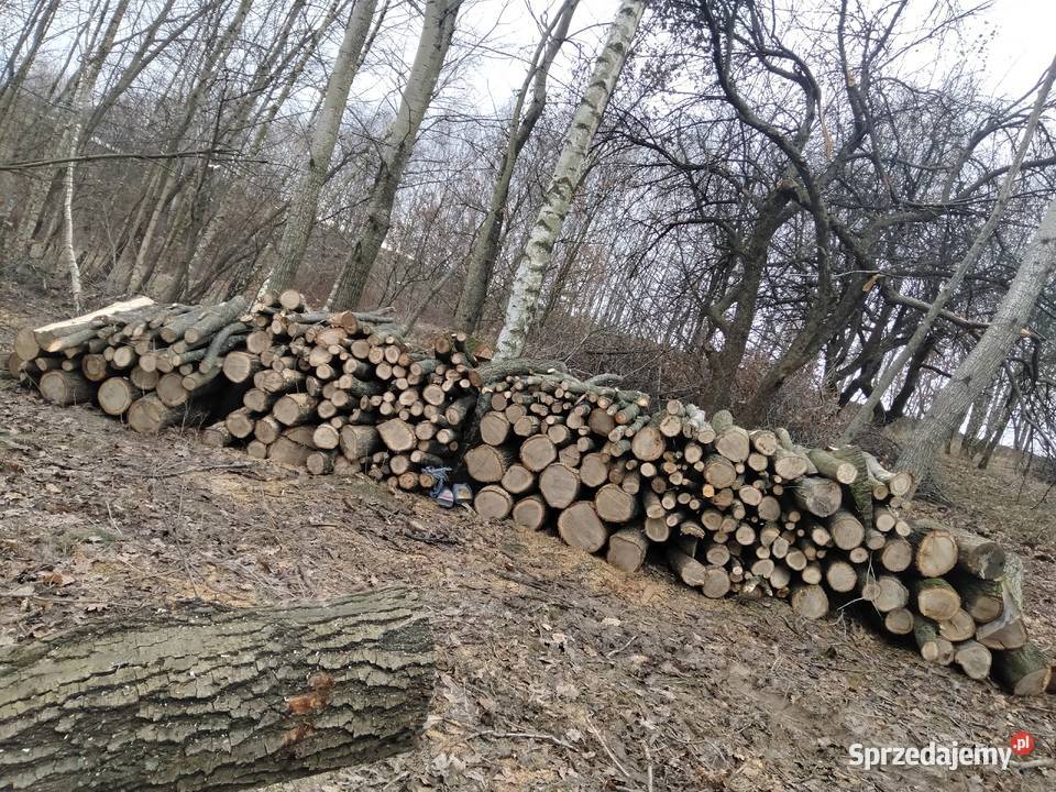 Sprzedam dęba i jesiona Zgłobień