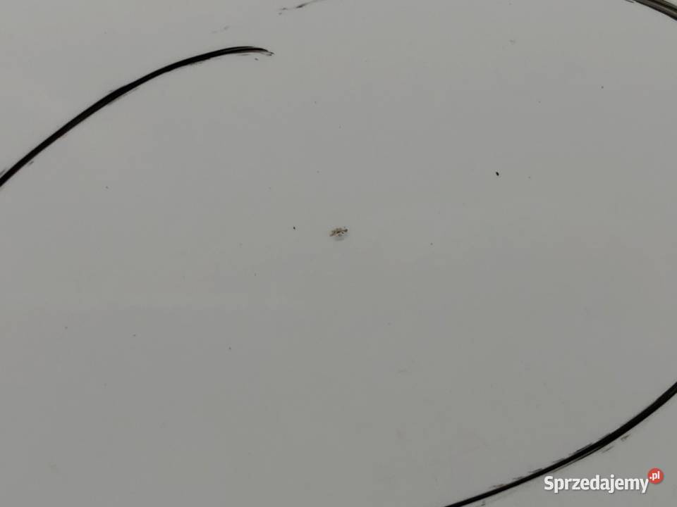 DRZWI LEWY TYŁ BMW E91 Kombi 0412 BIAŁY Karoseria podkarpackie sprzedam