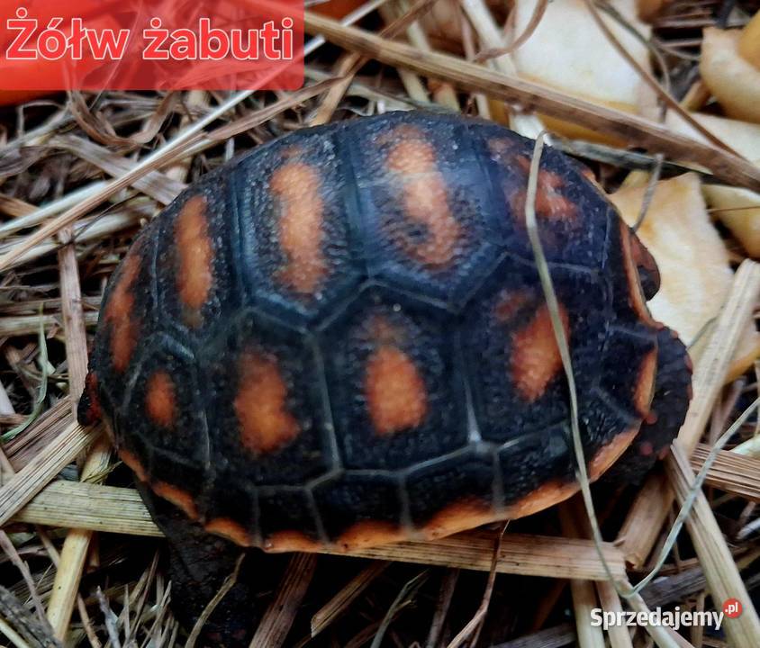 Sprzedam żółwie stepowe żółwie lamparcie żółwie Rybnik