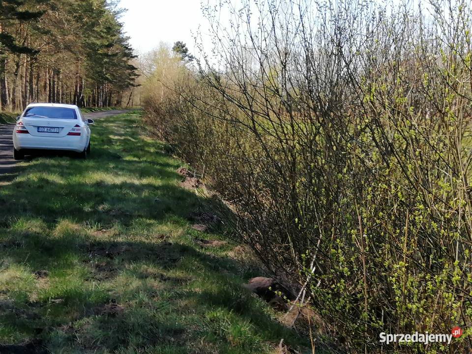 grunty sprzedam 12zł/m2 Izbica