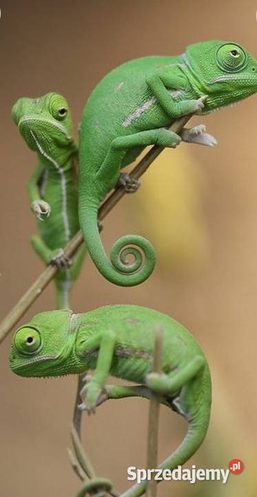 hotel zwierząt 24 h Opieka zwierzat Zabrze sprzedam