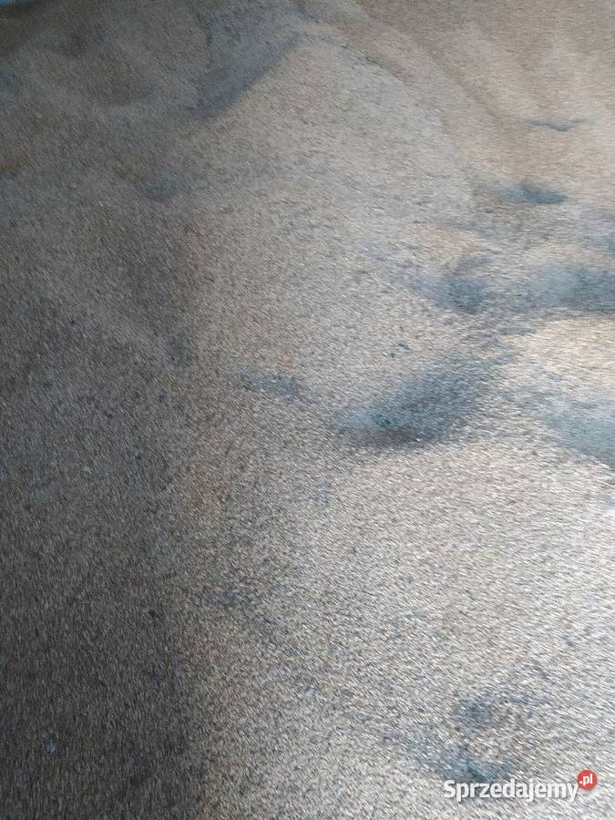 Pszenżyto ozime Sejny