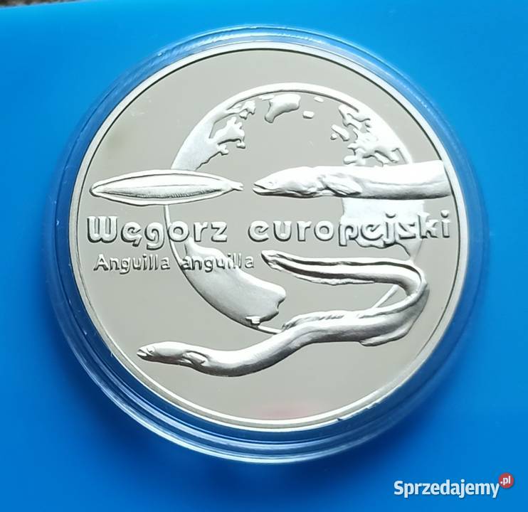 20 2003 Węgorz Europejski Wrocław sprzedam
