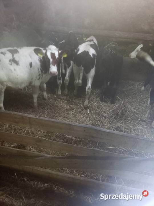 Sprzedam byczki Ostrów Wielkopolski