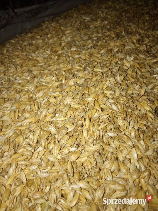 Łuska orkiszowa Krasnystaw