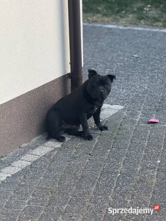 Staffordshire Bull terrier stafik szczeniak Iłża