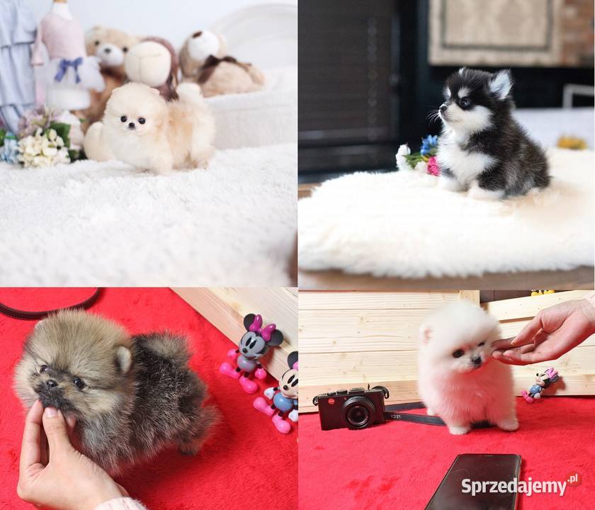 4 Szpic miniaturowy pomeranian