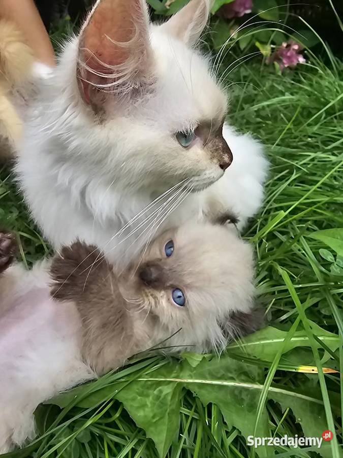 American curl wyjątkowe kocięta lubuskie Zielona Góra